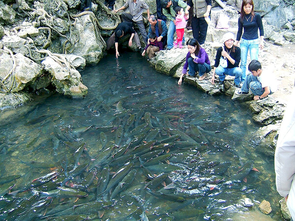 Suối cá thần Cẩm Lương